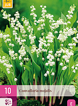X 10 CONVALLARIA MAJALIS
