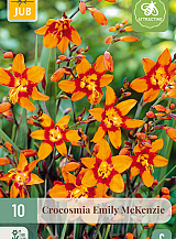 X 10 CROCOSMIA EMILY MCKENZIE