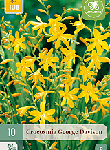 X 10 CROCOSMIA GEORGE DAVISON