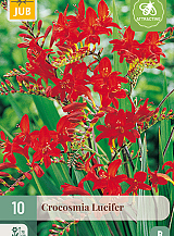 X 10 CROCOSMIA LUCIFER