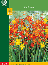 X 10 CROCOSMIA MIX