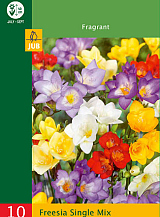X 10 FREESIA SINGLE MIX