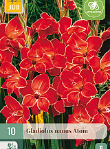 X 10 GLADIOLUS ATOM
