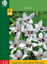 X 10 GLADIOLUS CALLIANTHUS MURIELAE