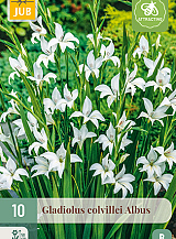 X 10 GLADIOLUS COLVILLEI ALBUS
