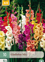 X 10 GLADIOLUS MIX