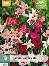 X 10 GLADIOLUS NANUS MIX