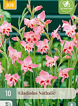 X 10 GLADIOLUS NATHALIE