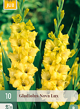 X 10 GLADIOLUS NOVA LUX