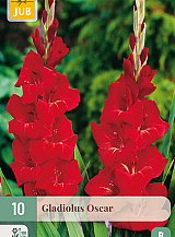 X 10 GLADIOLUS OSCAR