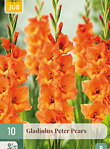 X 10 GLADIOLUS PETER PEARS