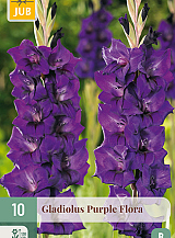 X 10 GLADIOLUS PURPLE FLORA