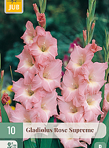 X 10 GLADIOLUS ROSE SUPREME