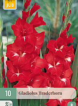 X 10 GLADIOLUS TRADERHORN