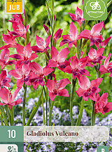 X 10 GLADIOLUS VULCANO