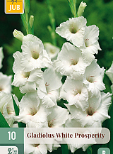 X 10 GLADIOLUS WHITE PROSPERITY