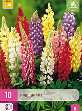 X 10 LUPINUS MIX