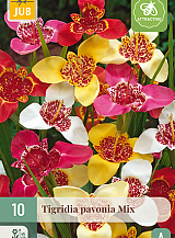 X 10 TIGRIDIA PAVONIA MIX