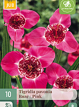 X 10 TIGRIDIA PAVONIA ROZE