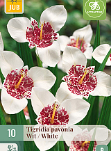 X 10 TIGRIDIA PAVONIA WIT