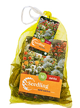 X 10 ZAAD DAHLIA CACTUS MIX