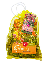 X 10 ZAAD DAHLIA COLLARETTE MIX