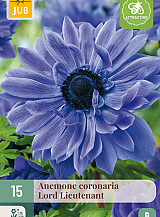 X 15 ANEMONE CORONARIA LORD LIEUTENANT VJ