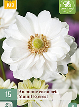 X 15 ANEMONE CORONARIA MOUNT EVEREST VJ