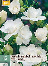 X 15 FREESIA DUBBEL WIT
