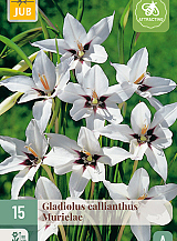 X 15 GLADIOLUS CALLIANTHUS MURIELAE