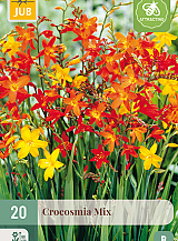 X 20 CROCOSMIA MIX