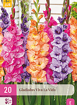 X 20 GLADIOLUS VIVA LA VIDA