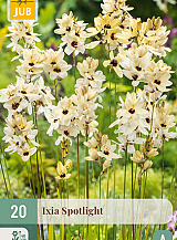 X 20 IXIA SPOTLIGHT