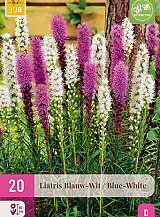 X 20 LIATRIS BLAUW - WIT