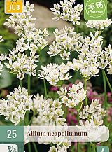 X 25 ALLIUM NEAPOLITANUM