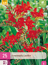 X 25 CROCOSMIA LUCIFER