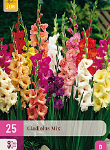 X 25 GLADIOLUS MIX