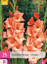 X 25 GLADIOLUS ORANGE