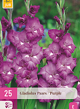 X 25 GLADIOLUS PURPLE