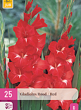 X 25 GLADIOLUS RED