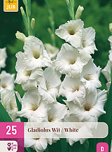 X 25 GLADIOLUS WHITE