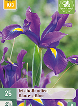 X 25 IRIS HOLLANDICA BLAUW VJ