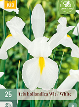 X 25 IRIS HOLLANDICA WIT VJ
