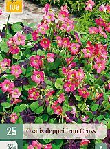X 25 OXALIS DEPPEI IRON CROSS