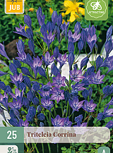 X 25 TRITELEIA CORRINA VJ