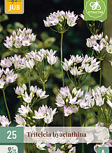 X 25 TRITELEIA HYACINTHINA
