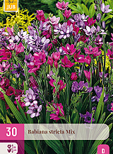 X 30 BABIANA STRICTA MIX