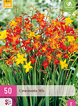 X 50 CROCOSMIA MIX