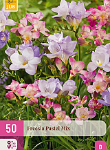 X 50 FREESIA PASTEL MIX