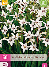 X 50 GLADIOLUS CALLIANTHUS MURIELAE
